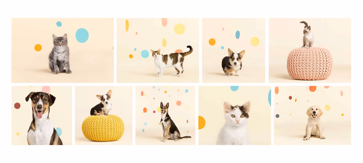 New Pet Place – project detail 3
