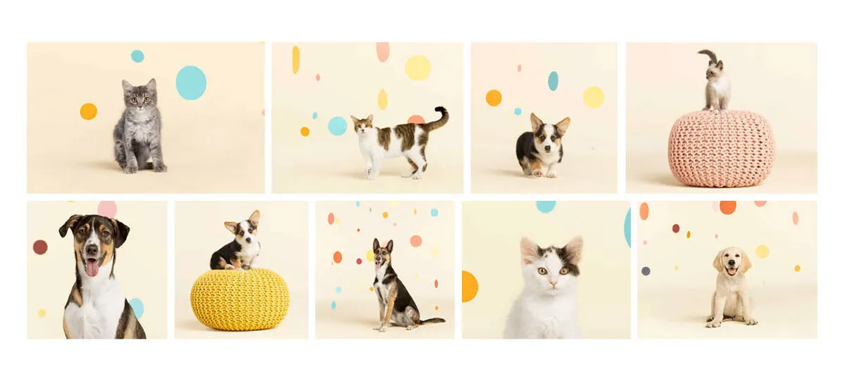 New Pet Place – visual asset 3